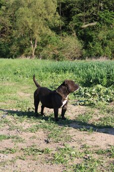 exotic bully micro fena - suka - 12