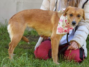 nežná Salwa hledá domov - 12