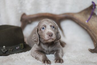 Výmarský ohař dlouhosrstý s PP - 12