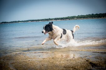 Landseer - štěňata s PP - 12