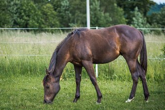 AQH smoky black klisna - 12