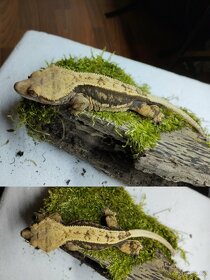 3.8.2 Correlophus ciliatus - Pagekon řasnatý - 12