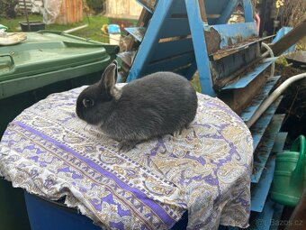 Zakrslý králík - 12