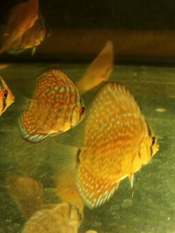 Discus,Diskus,Terčovec - 12