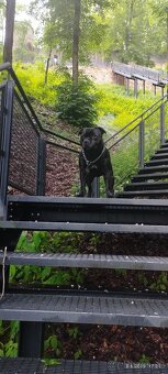 Stafordšírský bulteriér - Krycí pes - 12