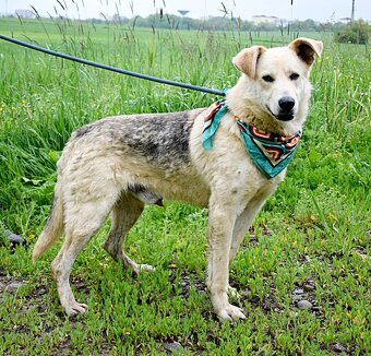 ŽIŽI K ADOPCI - 2 ROKY, ODDANÝ, BYSTRÝ, UČENLIVÝ - 12