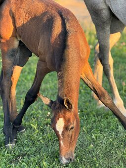 Lusitano hřebec PSL 2025 TOP drezurní linie - 12