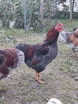 NV pavlovky a wyandotky zdrobnele - 12
