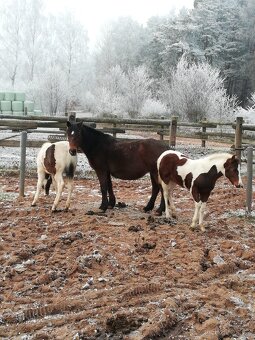 Připouštění homozygot. hřebci APH a Appaloosa - 12