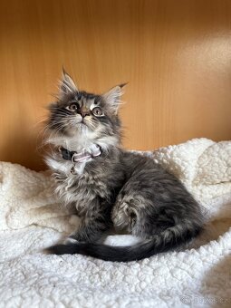 Mainská mývalí koťata - MCO - 12