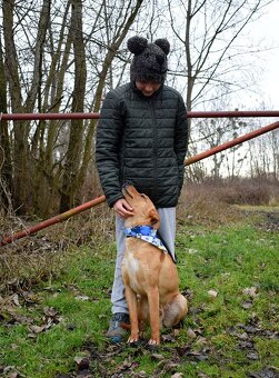 CHULIO K ADOPCI - 1 ROK, UMAZLENÝ, HODNÝ, VHODNÝ K DĚTEM - 12
