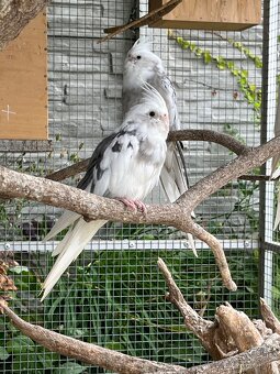 Korela bělohlavá - 12