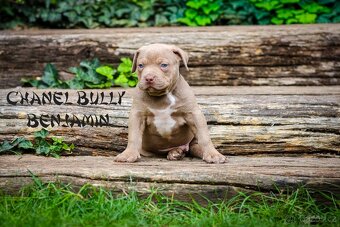 American bully XL/XXL - 12