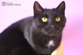 elegantní Arwen - kočka k adopci - 12
