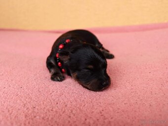 pražský krysařík-nabízím krytí - 12