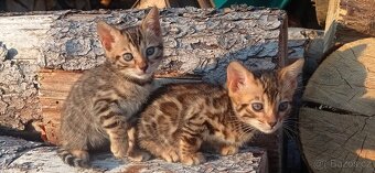 Kočka bengálská - 12