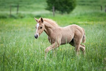 Pripúšťanie QH Palomino  -reining - 12