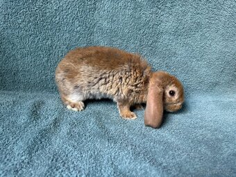 zakrslý králíček beránek rex - 12