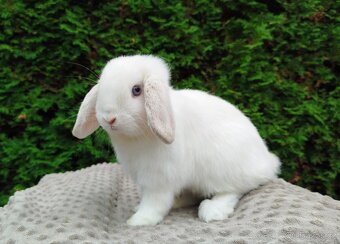 Zakrslý beránek, králíček, králík - NOAH - 12