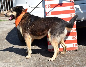 ELVIRA K ADOPCI - 2 ROKY, MILÁ, PŘÁTELSKÁ,KONTAKTNÍ - 12