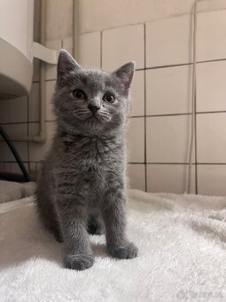 Britská modrá koťátka - 12