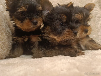 York Yorkšírský teriér úžasná štěňátka Podívejte se na video - 12