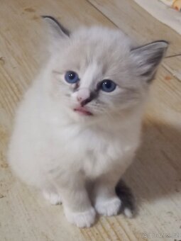 Kocourek Ragdoll ke krytí - 12