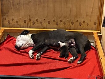 X American bully staford pitbull - 12