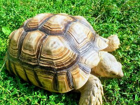 Želva ostruhatá mláďata různé velikosti - 12