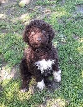 Lagotto romagnolo ( italský vodní pes) - 12