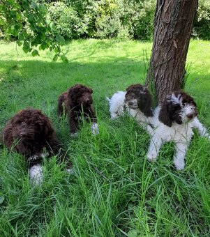 Lagotto romagnolo ( italský vodní pes) - 12
