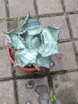 Kaktusy a sukulenty - 12