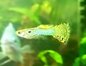 Paví očka Guppky Prachaticko 100 ks - 12