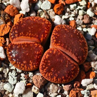 Lithops - Conophytum - 12
