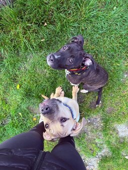 Fenečka pittbula a cane corso - 12