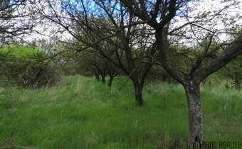 Prodej sadu, 22 292 m², Hustopeče u Brna - 12
