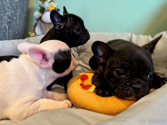Francouzský buldoček – štěňátka - 12