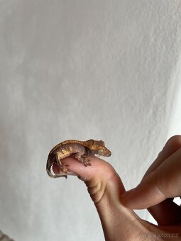 Pagekon řasnatý - 12