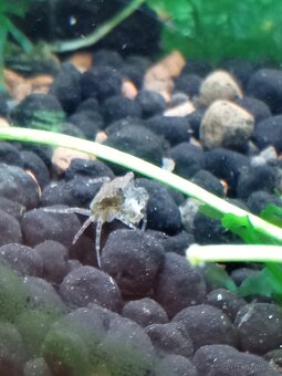 Krevety červené a krab Mekong - 12