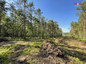 Prodej lesa, 6271 m², Boršov nad Vltavou - 12