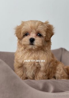 Maltipoo F1 caramel 3 měsíce 1500€‼️ Momi - 12
