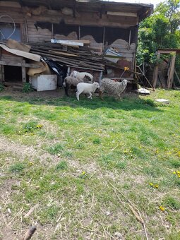 Prodám ovečky a1 beranek - 12