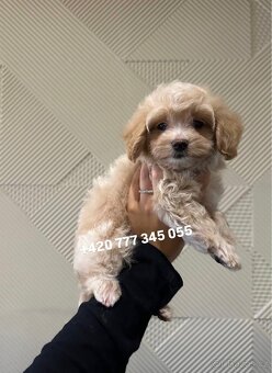 Maltipoo F1 fenka Kamila - 12