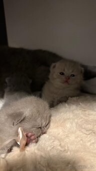 Britský kocourek ke krytí - 12