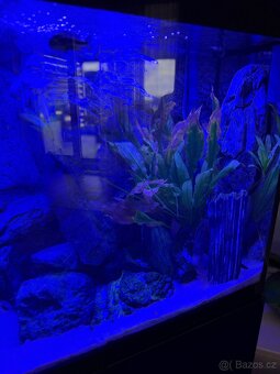 Luxusní vybavené akvárium + ryby - 12