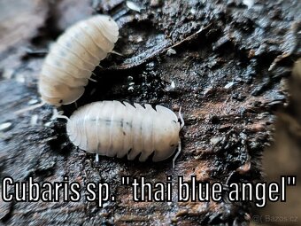 Isopody, chvostoskoci, mnohonožky, burzy, posílám - 12