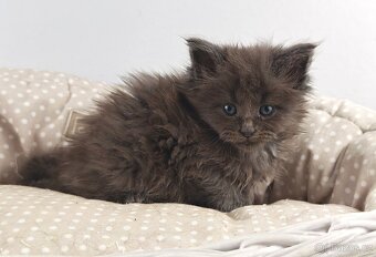 Mainská mývalí koťátka s PP - 12