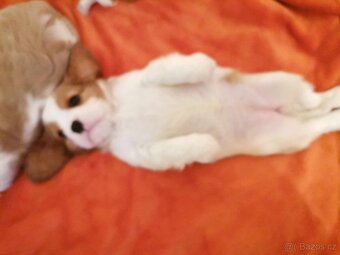 Kavalír King Charles španěl, kavalir,cavalier,kavalirek - 12