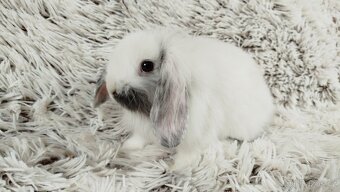 Zakrslý beránek, králíček, králík - MINDY - 12