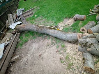 Kmeny ořešáku 104-140cm obvod ořešák - 12